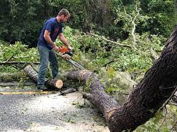 How Our Tree Care Process Works  in  The Hills, TX